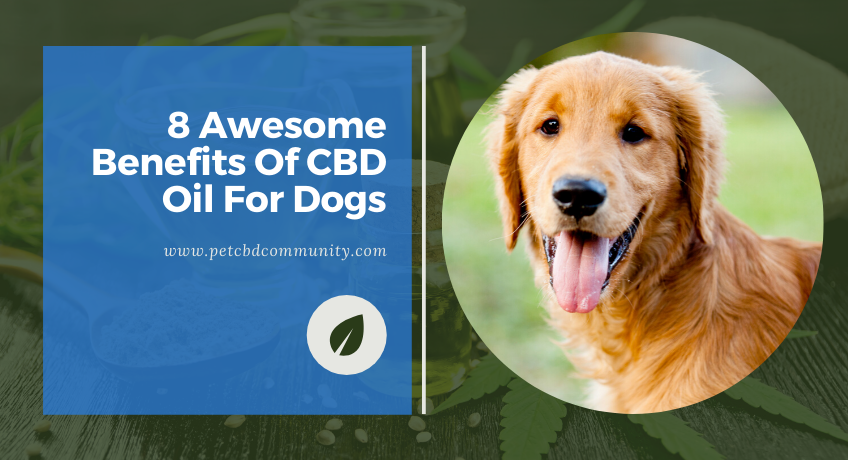 Charlotte’s Web CBD for Dogs